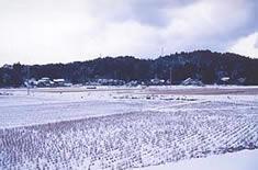 雪が積もった水田の写真