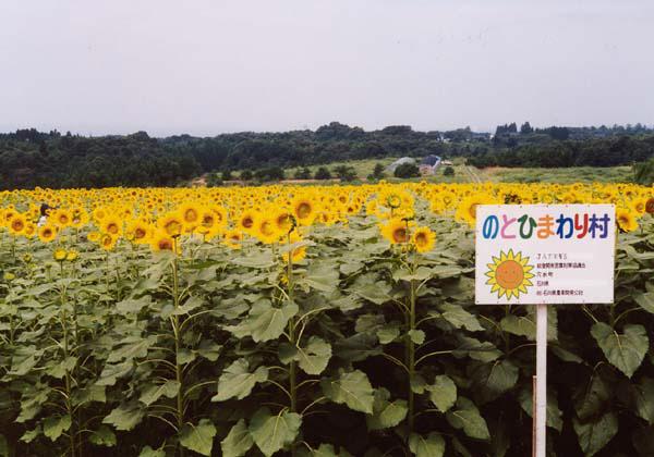 観光農園 写真