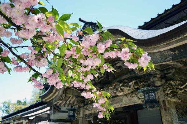 勅定山来迎寺の写真